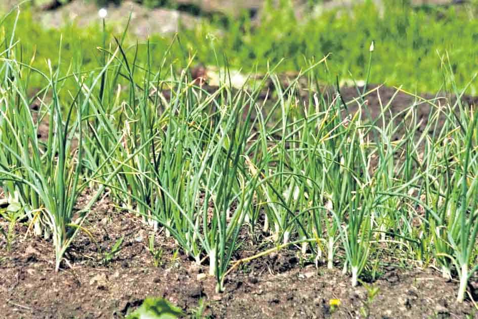 లాభాల వెల్లుల్లి