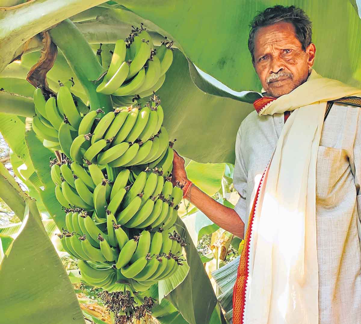 అయిలయ్య అరణ్యం