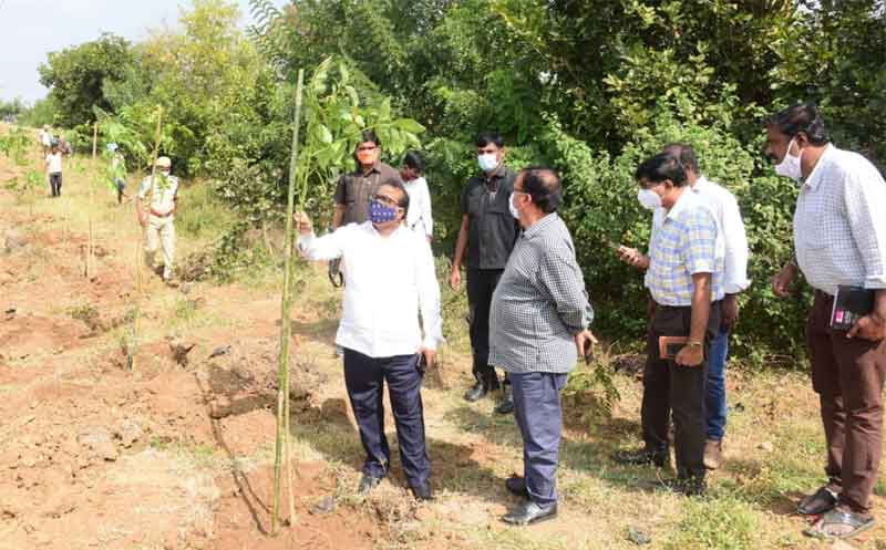 రూ.6.38కోట్లతో మొక్కల పెంపకం