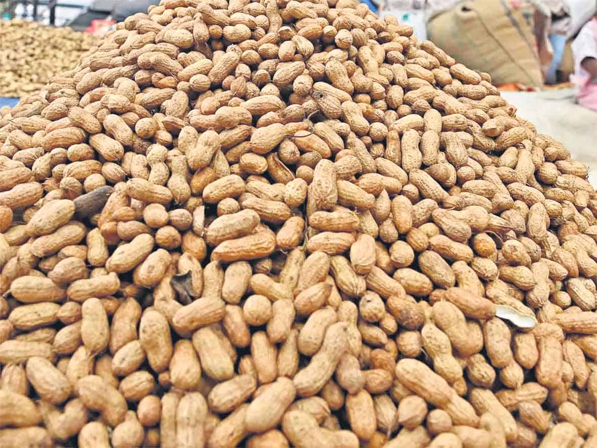 అన్నదాతకు వేరుశ‘నగ’