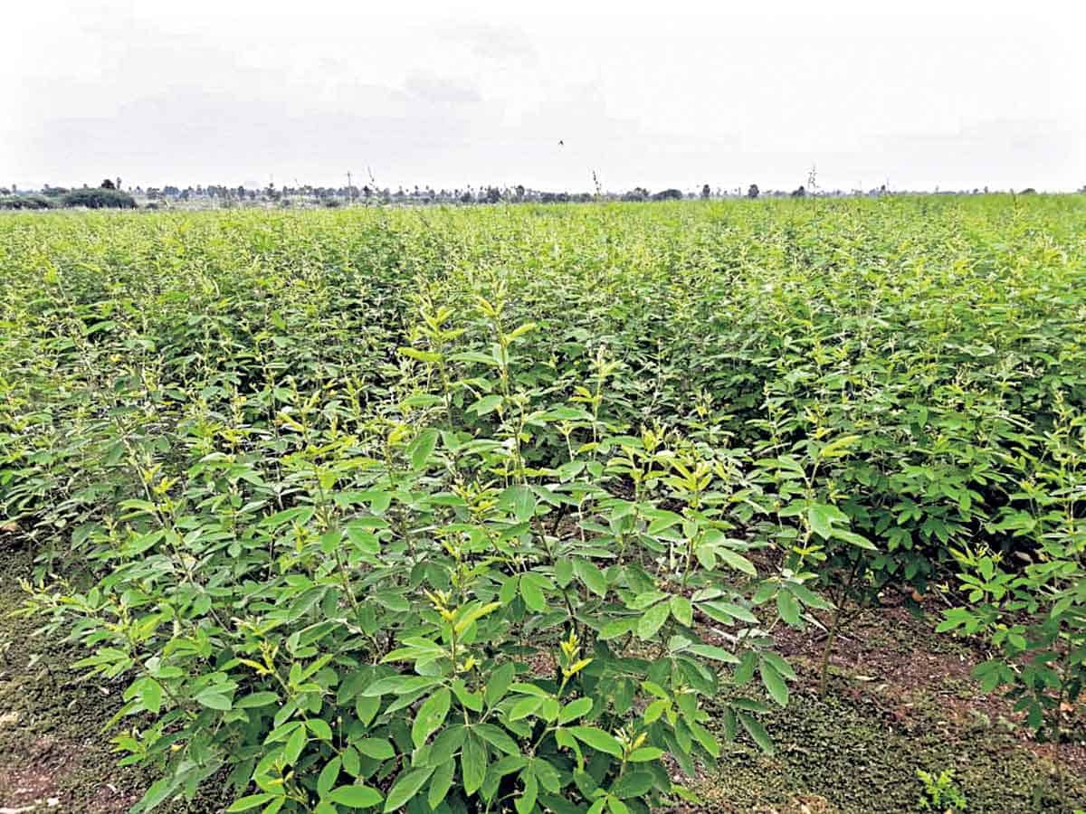 వాణిజ్య పంటలతో భారీ లాభాలు