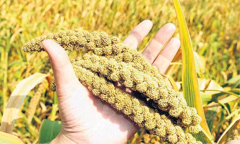 రాబడి కోసం ఆరుతడి