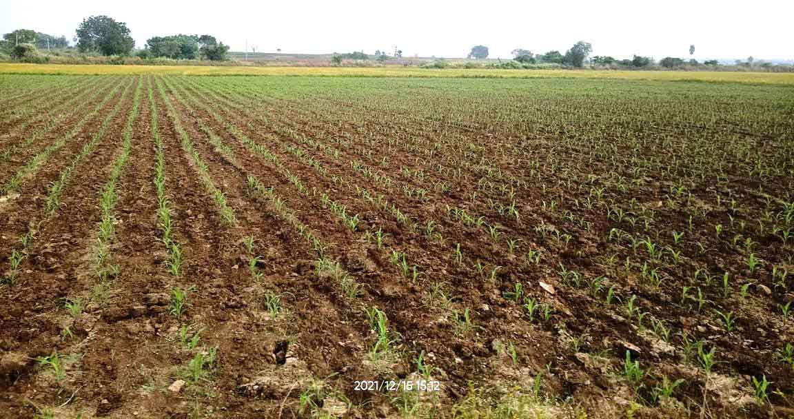 మక్కల సాగుపై మక్కువ