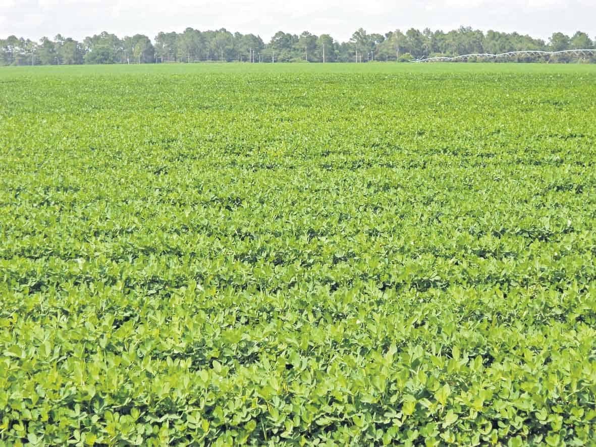 ఆరుతడి దిశగా..