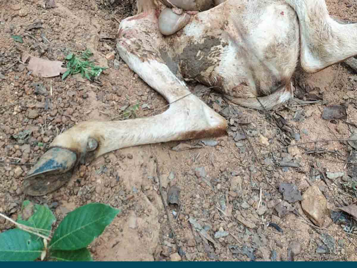 Crime : చిరుత దాడిలో లేగ దూడ మృతి..