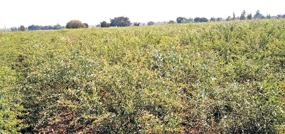 ఎర్రపల్లి.. శెనగపేట