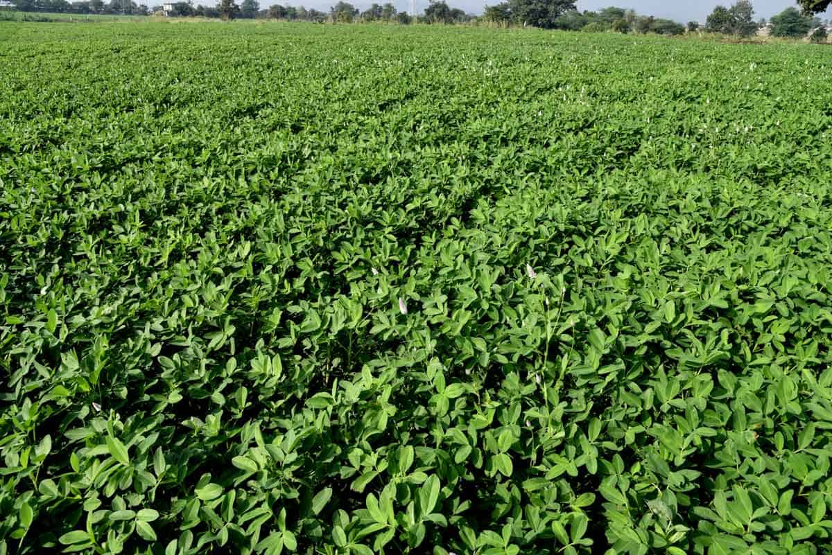 యాసంగి సాగు 1.57 లక్షల ఎకరాలు