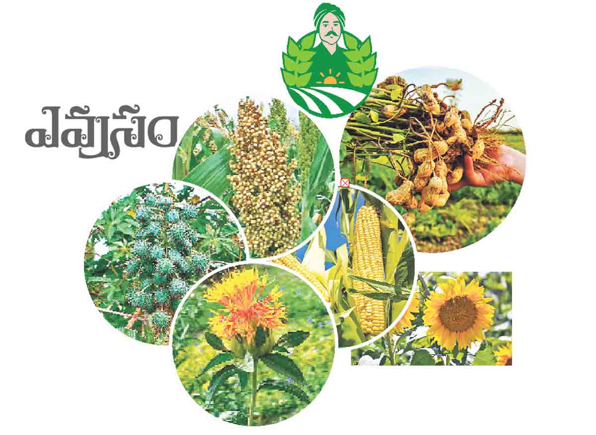 ఇతర పంటలే లాభదాయకం