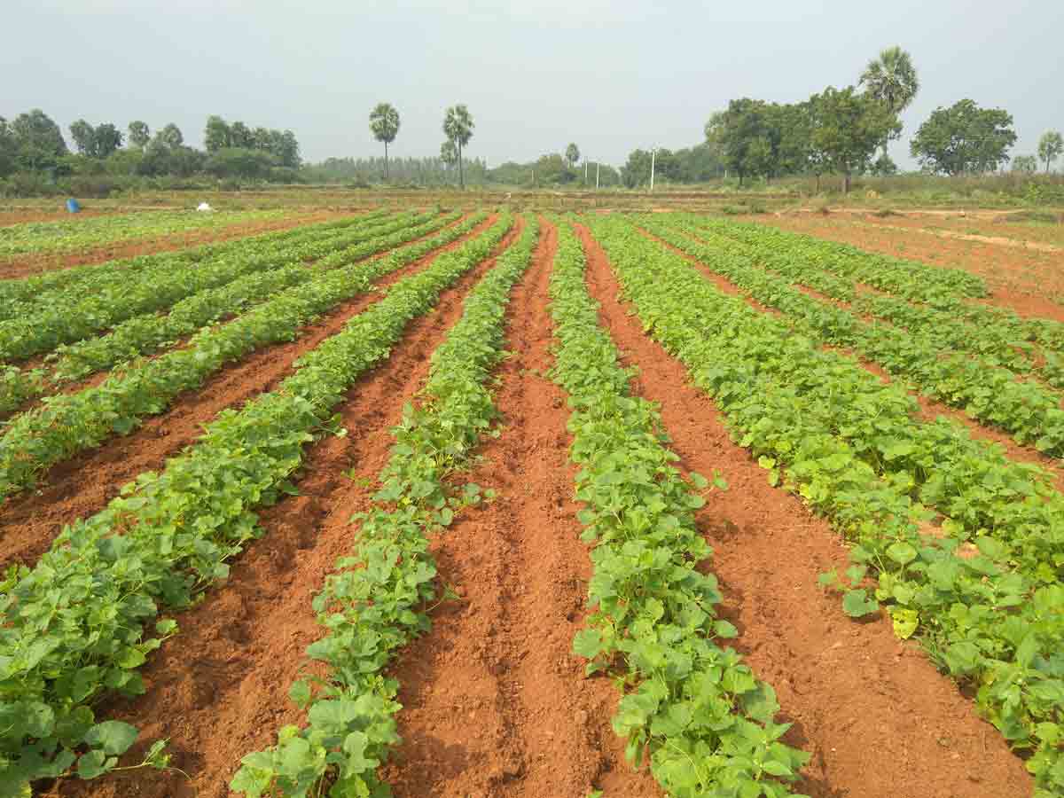 ప్రత్యామ్నాయ పంటలవైపు రైతుల మొగ్గు