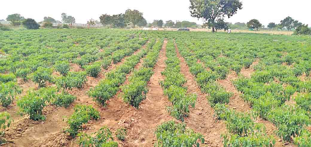 30గుంటల్లో మిర్చి వేశా