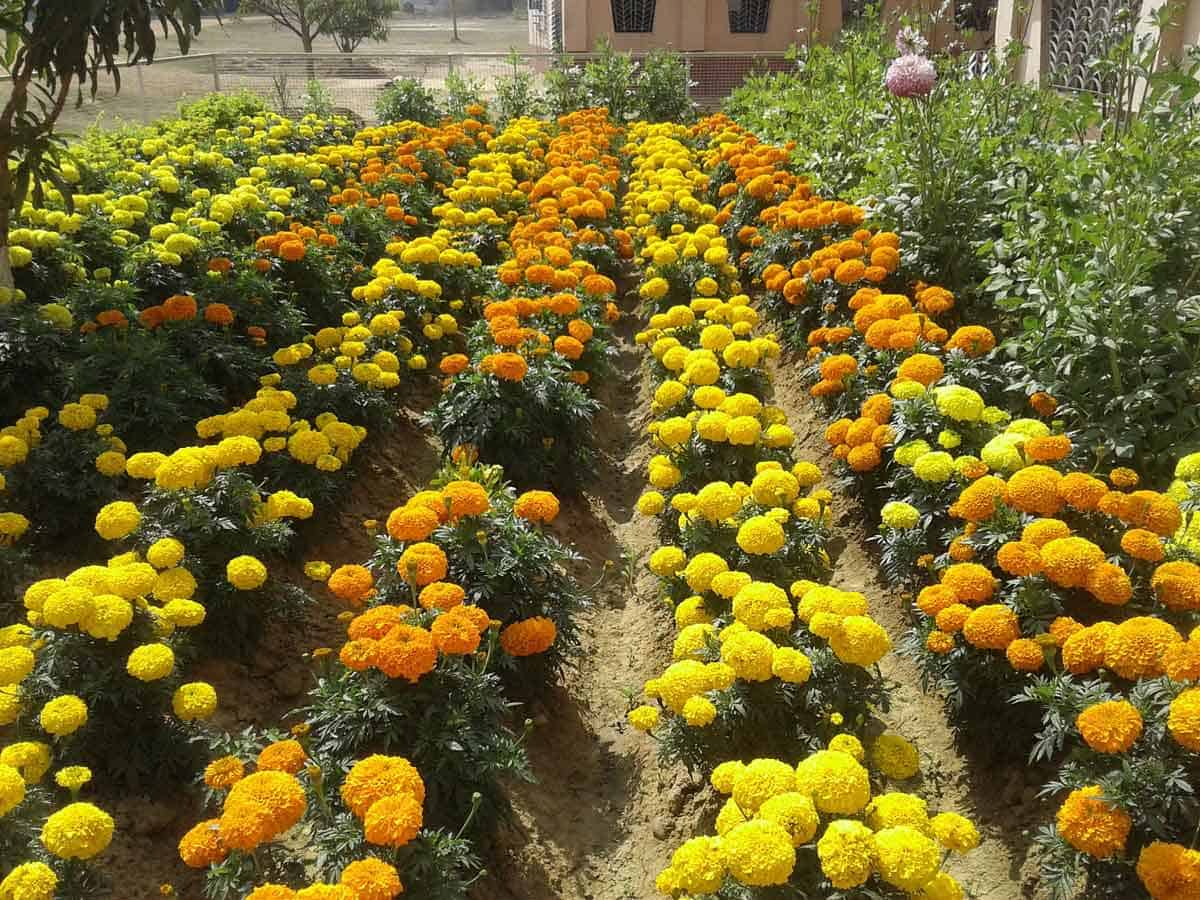 పూల సాగు లాభాల బాగు