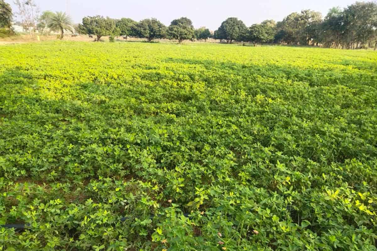 ఆరుతడి.. సిరుల జడి