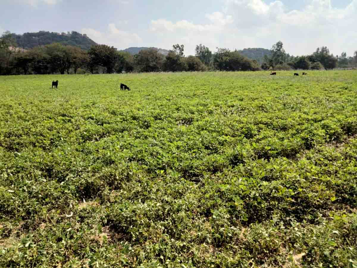 సాగు లెక్క ఇకపక్కాగా