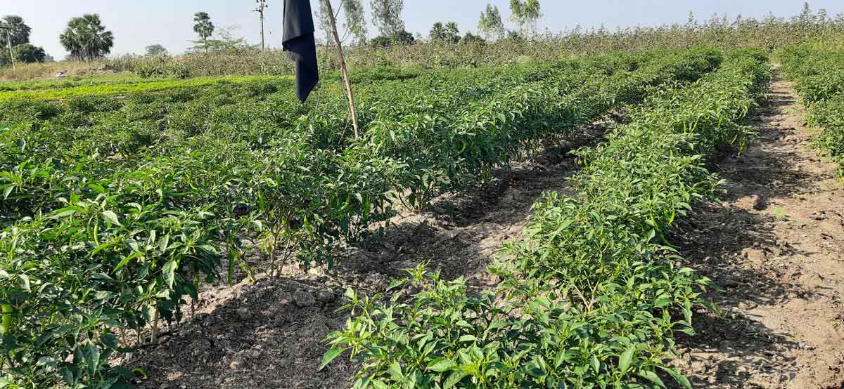 ఎకరంలో 10పంటలు ఆదాయం పదింతలు!