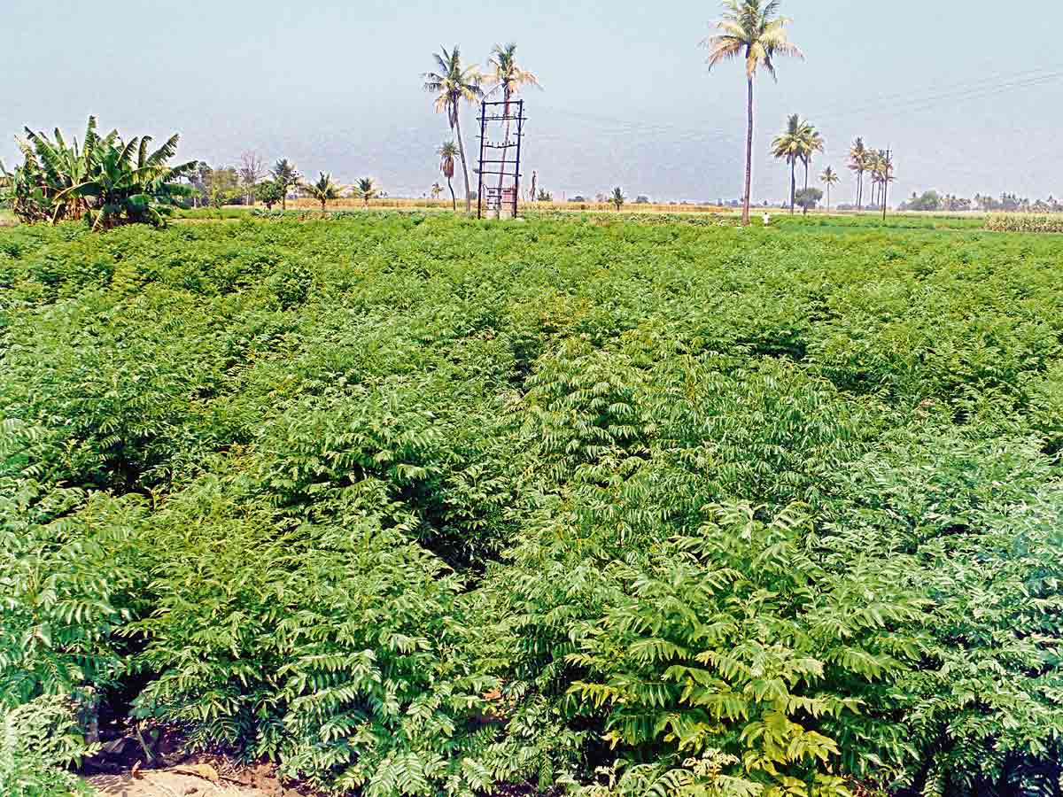 కరివేపాకే సాగుతో గుబాళింపు