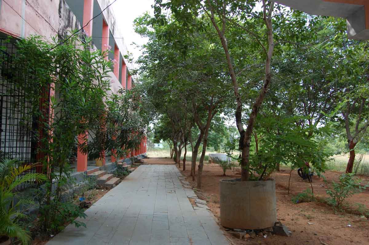 చదువులమ్మ చెట్టు నీడలో..