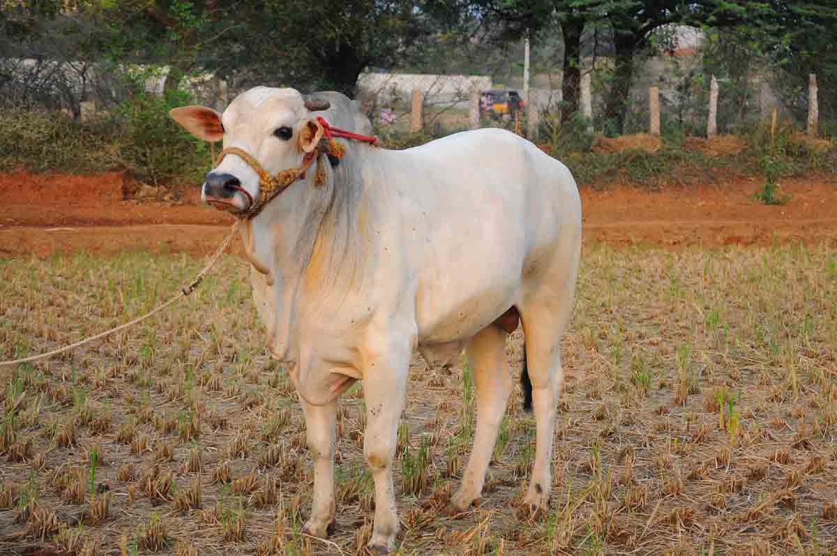 అఖండ బసవన్నలు మనవే..