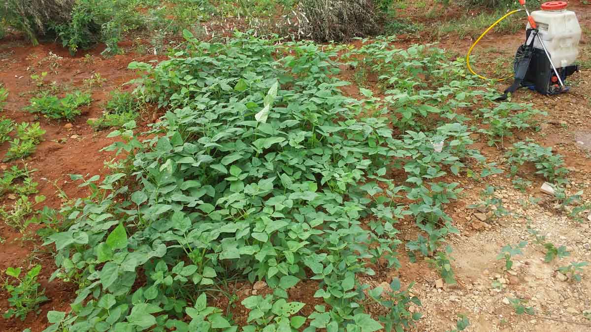 ఆదాయాన్నిచ్చే అల్చింత