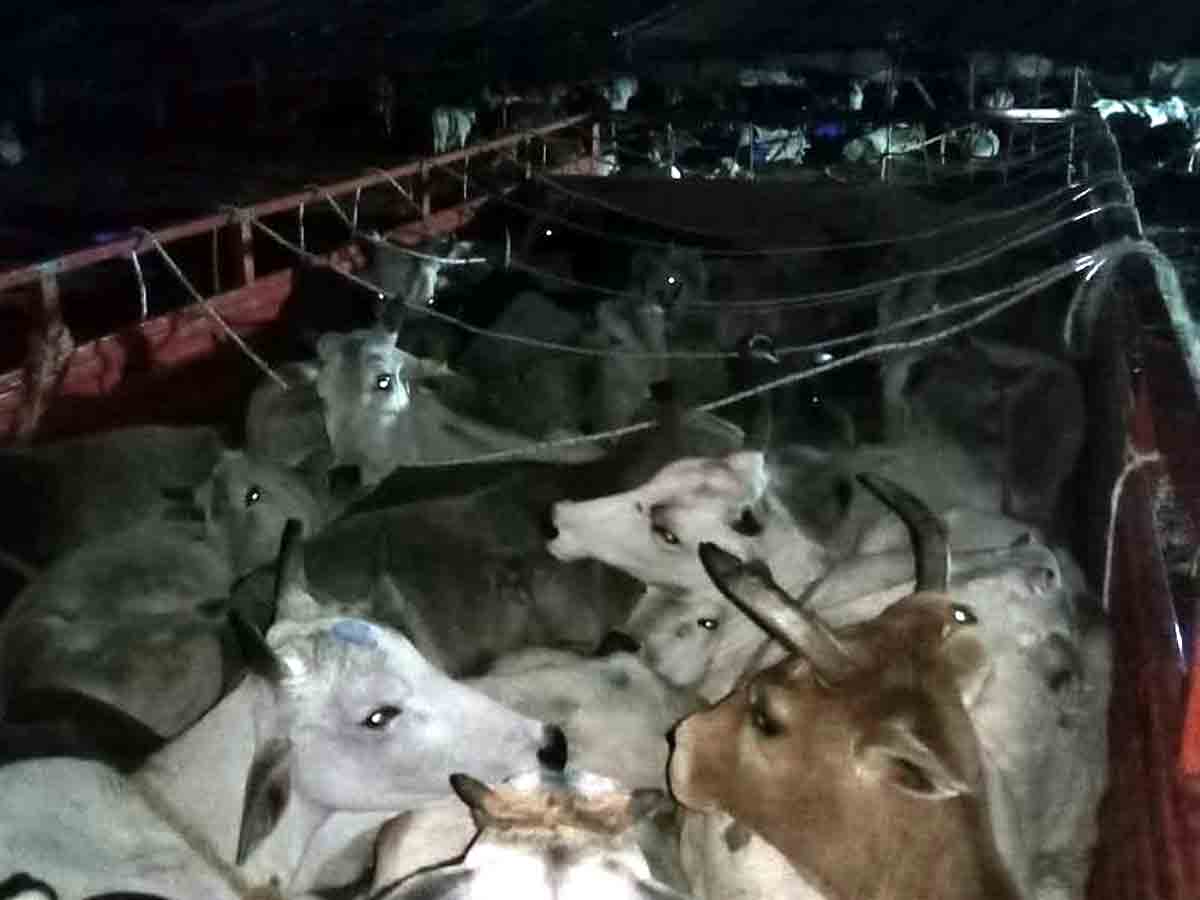 Yadadari : గోవులను తరలిస్తున్న వాహనం పట్టివేత..