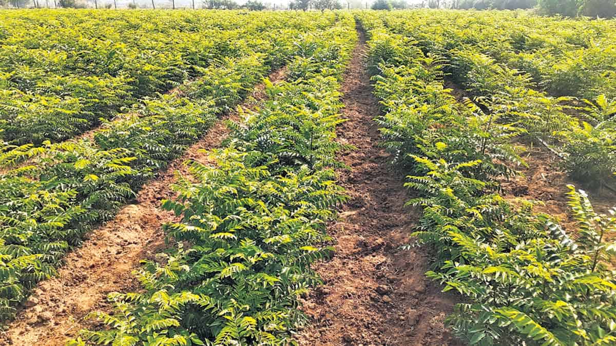 కల్యమాకుతో ఎకరానికి లక్ష