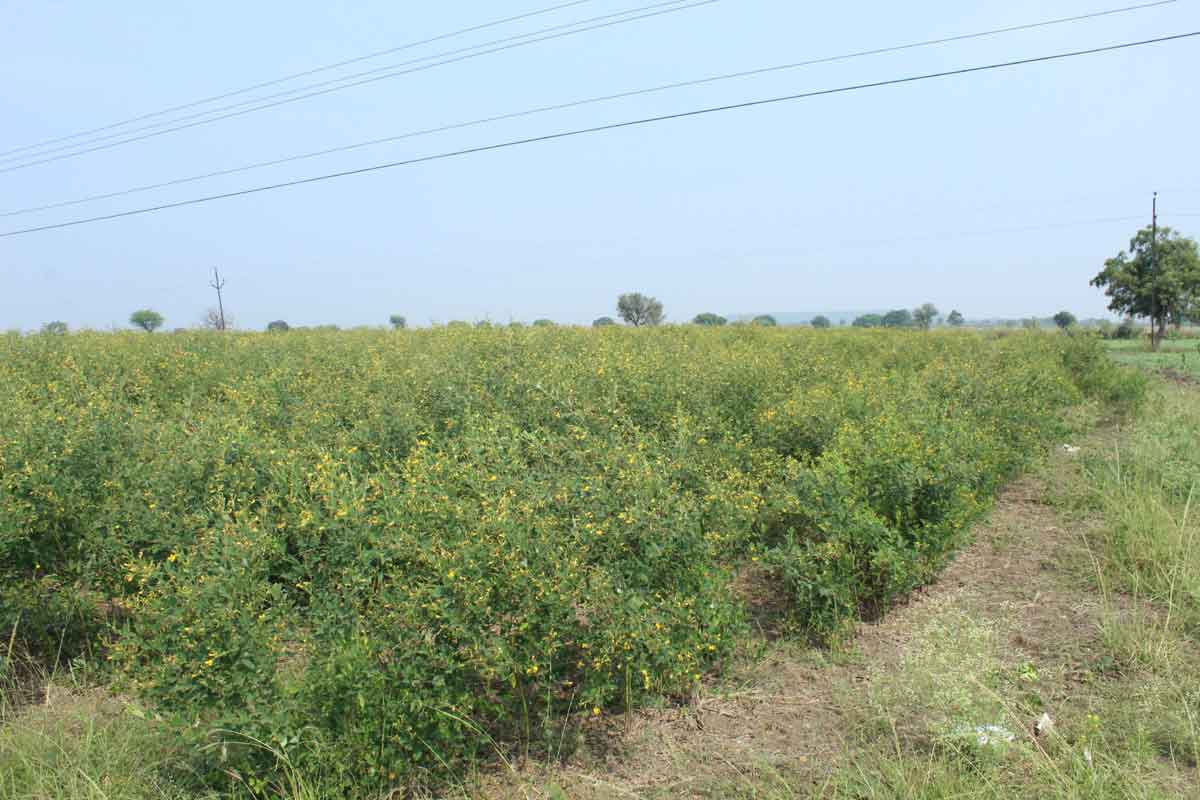 ఆరుతడిపై ఆసక్తి