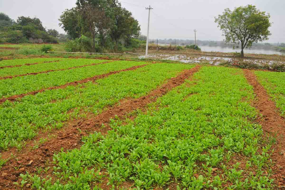 తగ్గిన వరిసాగు