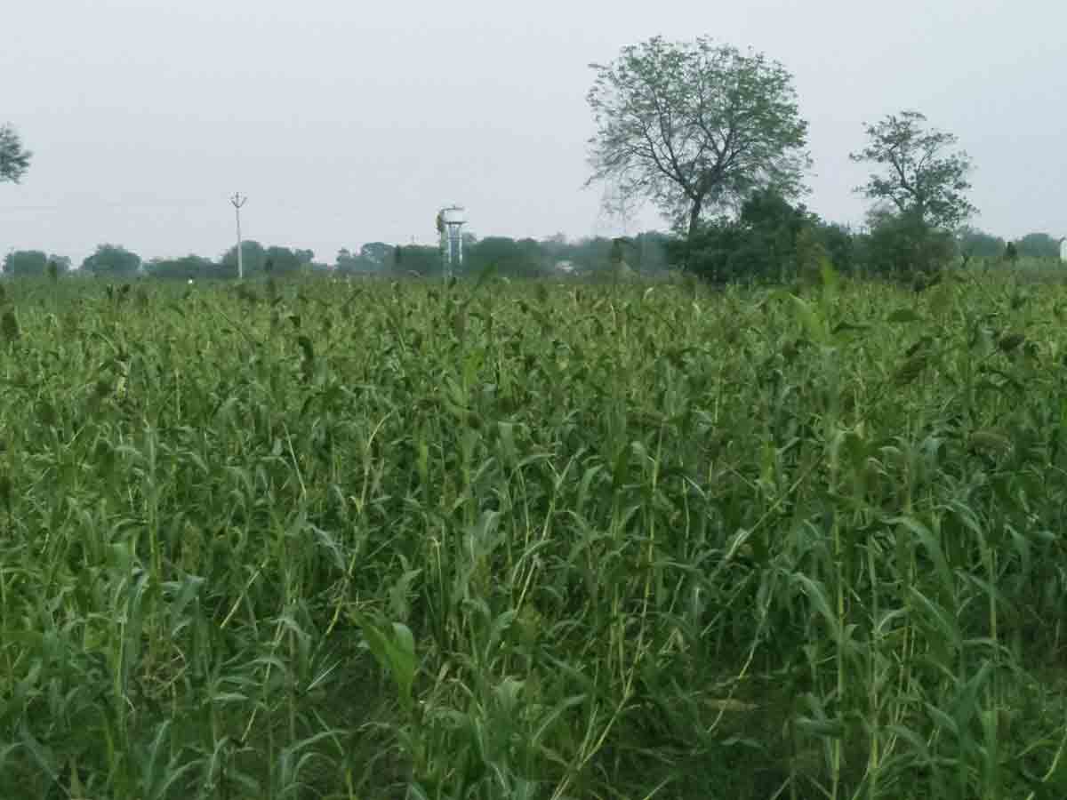 జొన్న జోరు..