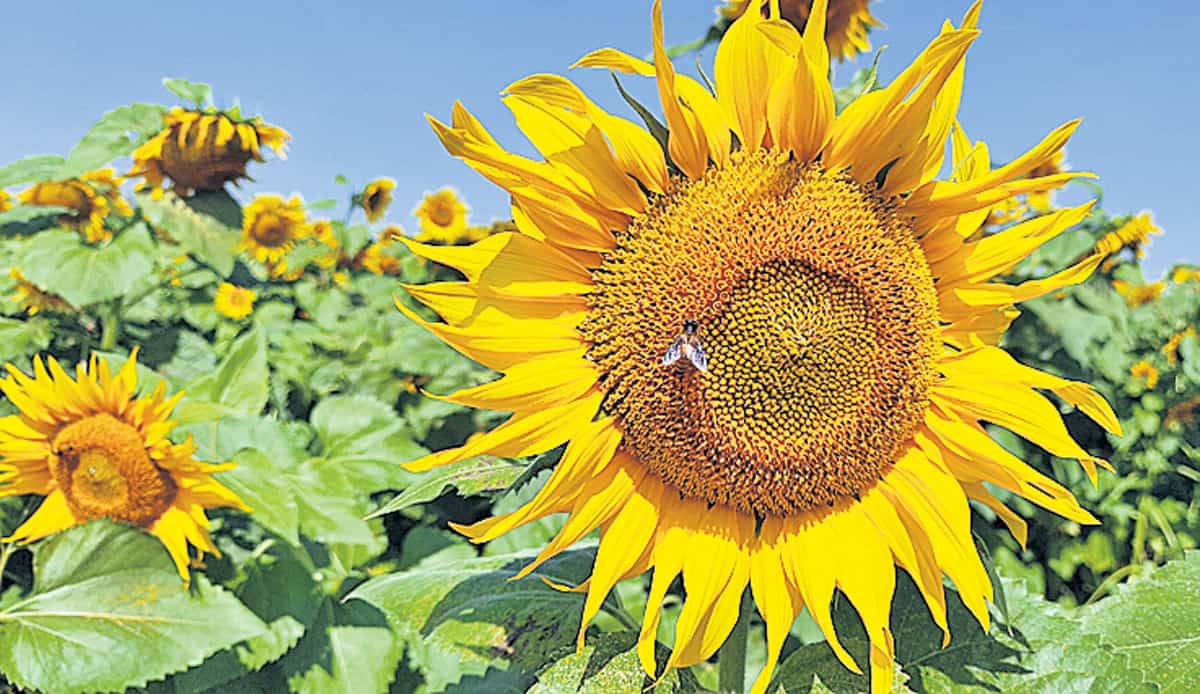 Sunflower crop | పొద్దుతిరుగుడు పంట.. లాభాలు ఇంట