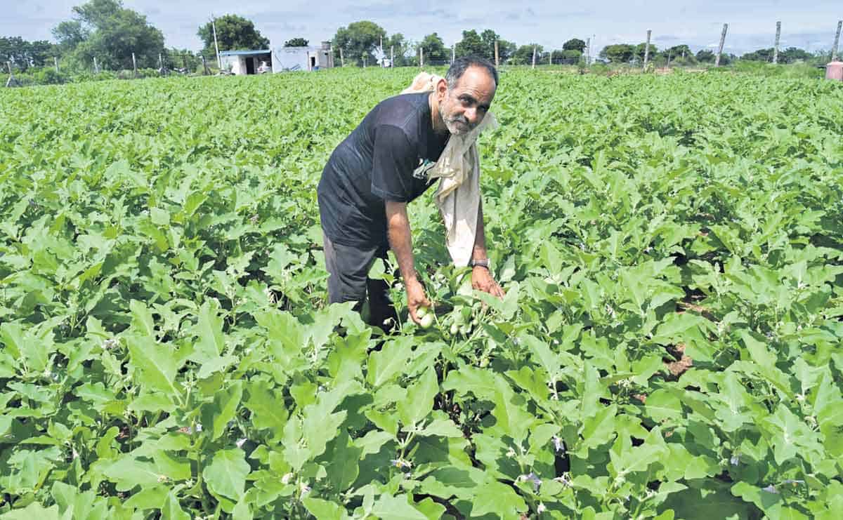 ఊరుమ్మడి సాగు!కూరగాయలకు కేరాఫ్‌!