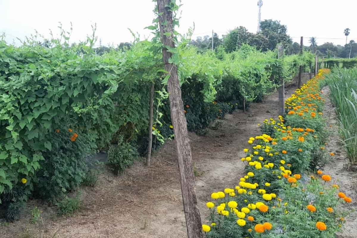 మేలైన ఆదాయం