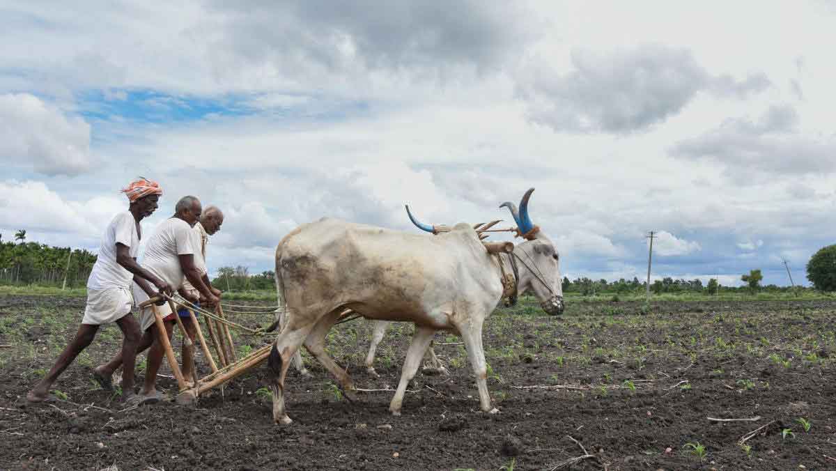 ఎనకటి ఎవుసం తీరొక్క పంటలే..