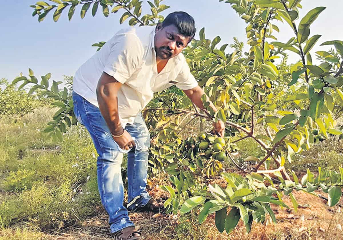 Cooperative farming | సమీకృత వ్యవసాయ విజయం.. గజ్వేల్‌ రైతు రాజు సక్సెస్‌ స్టోరీ