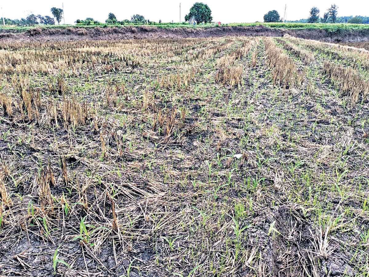 పొలాన్ని చిదగొట్టి.. మక్క పంటేసి