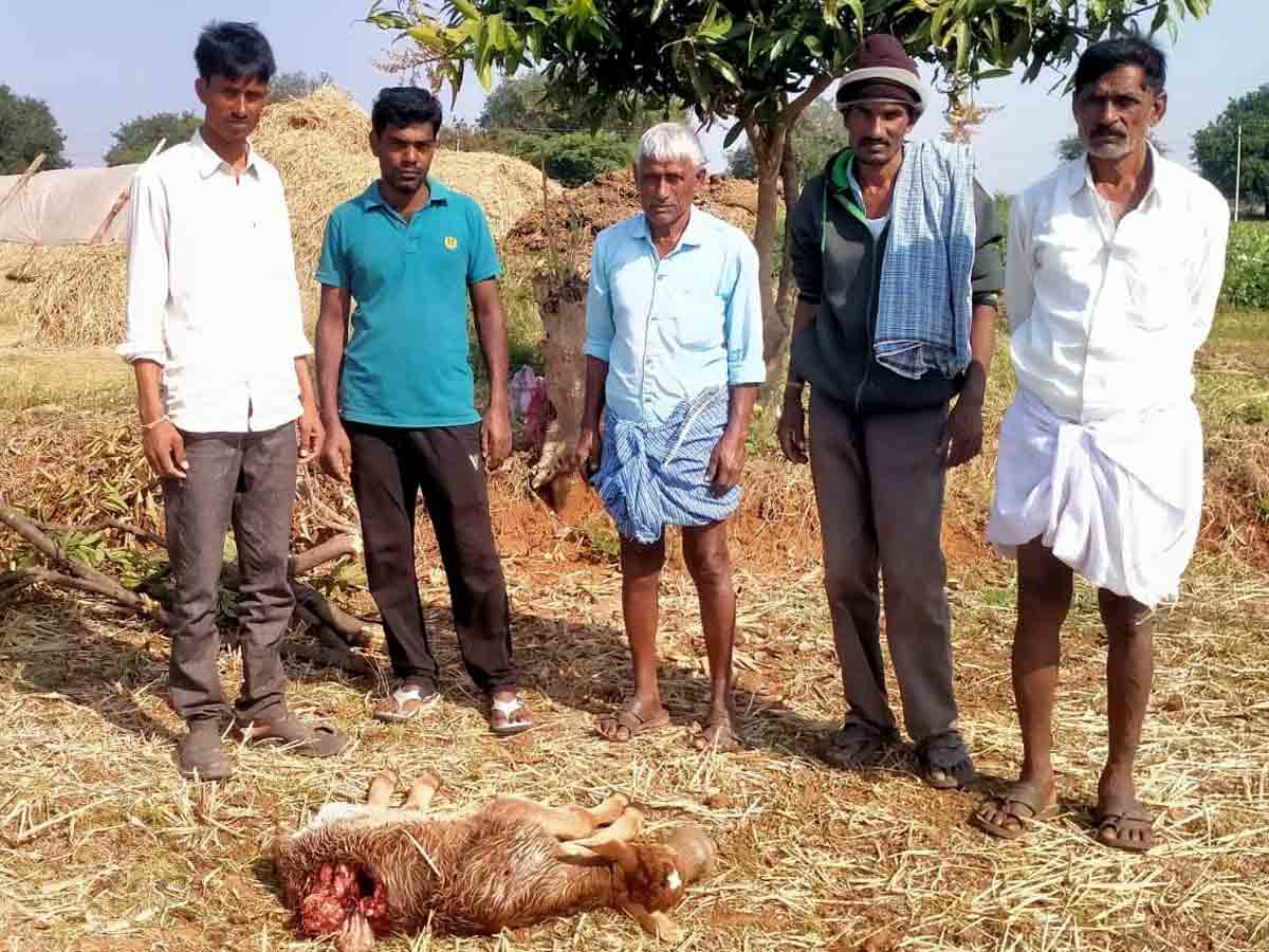 Rangareddy : రాత్రి కొట్టాల్లో కట్టేసి వస్తే తెల్లారే సరికే… చంపి తింటున్న చిరుత