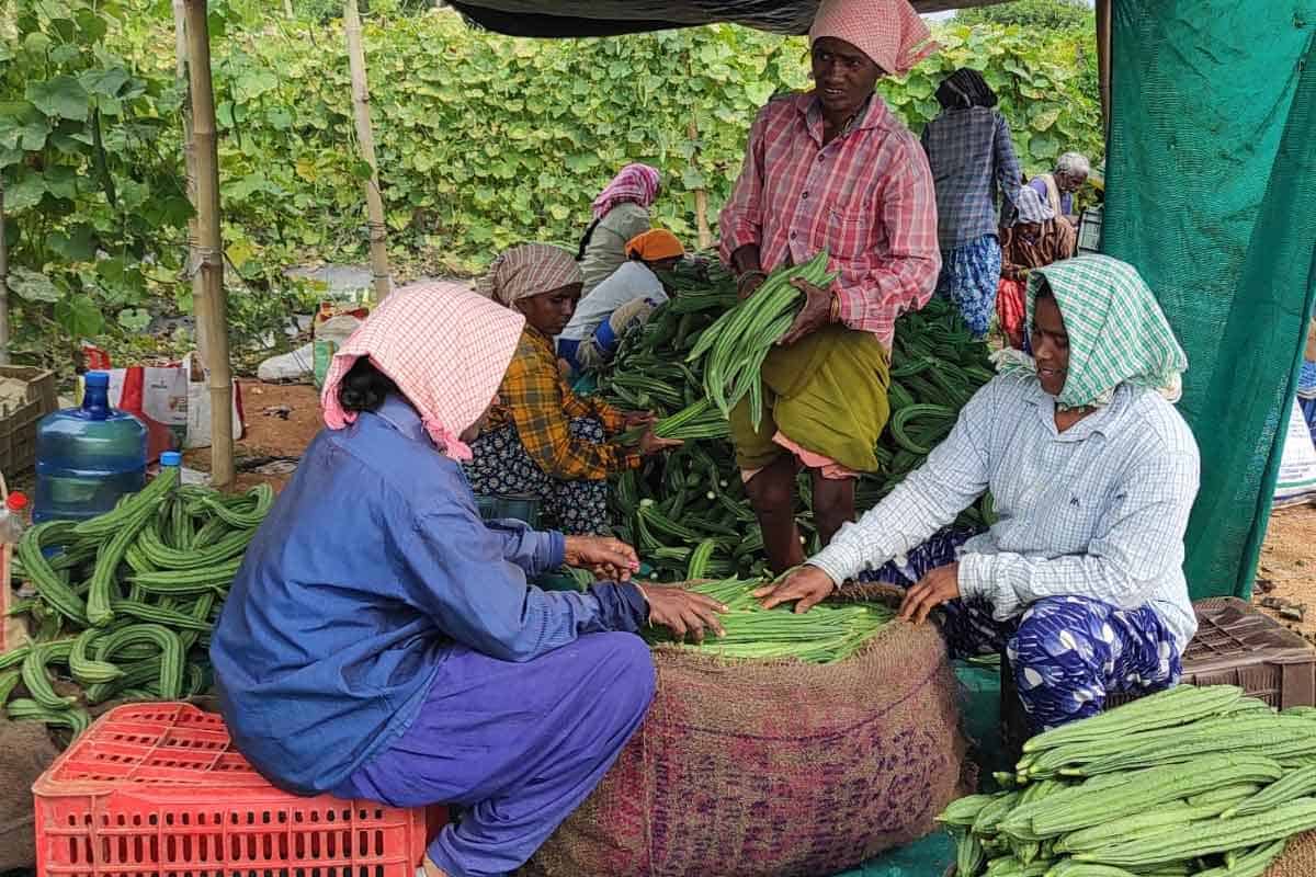 కూరగాయల సాగుతో ఆమ్దానీ