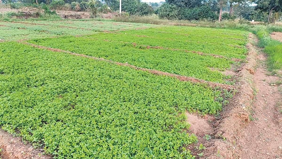 ప్రతి రోజు చేతిలో పైసలు