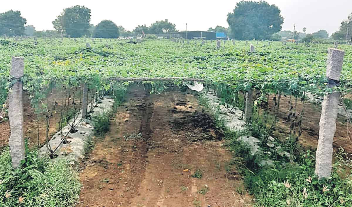Vegetable Plantation |  అందుబాటులో కూరగాయల నారు