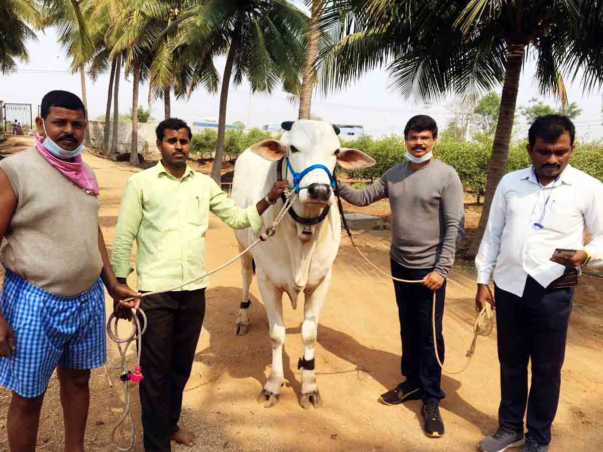 Yadadri : అఖండ సినిమాలో లక్కారం కాడెడ్లు…