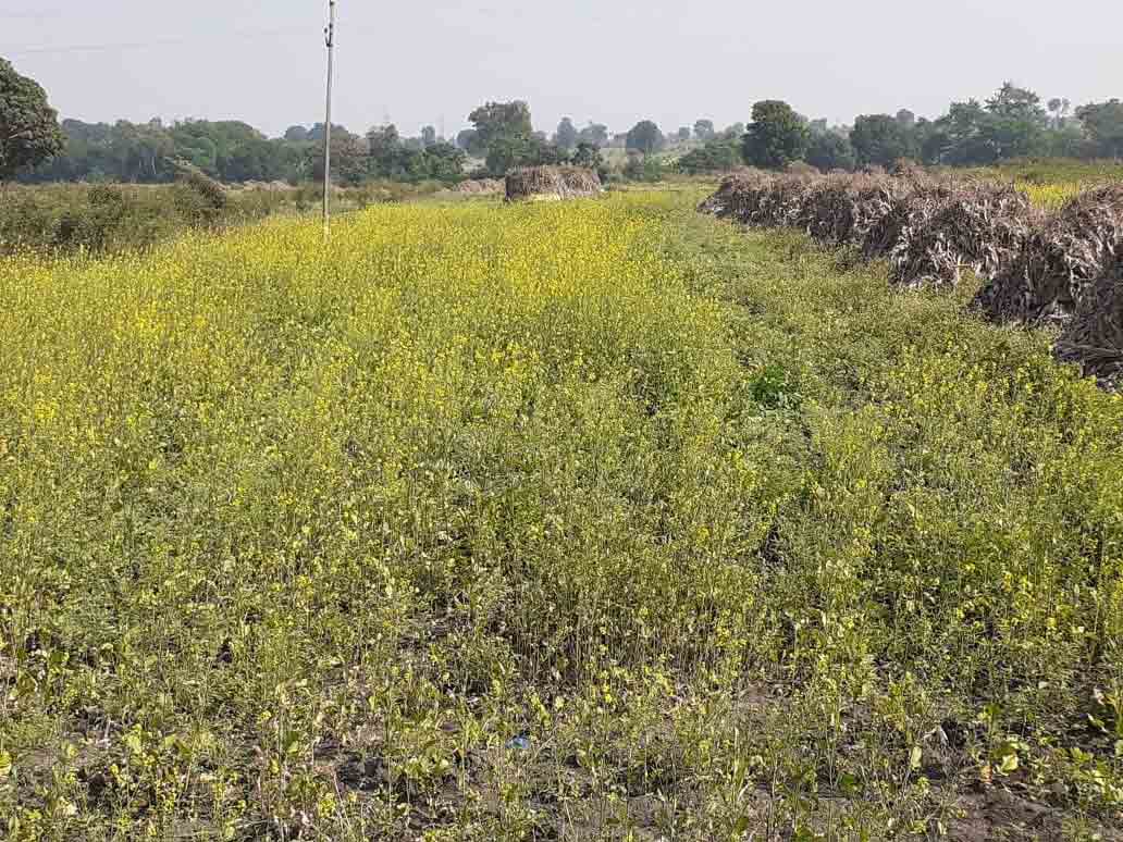 లాభాలనిచ్చే.. శనగ సాగు..
