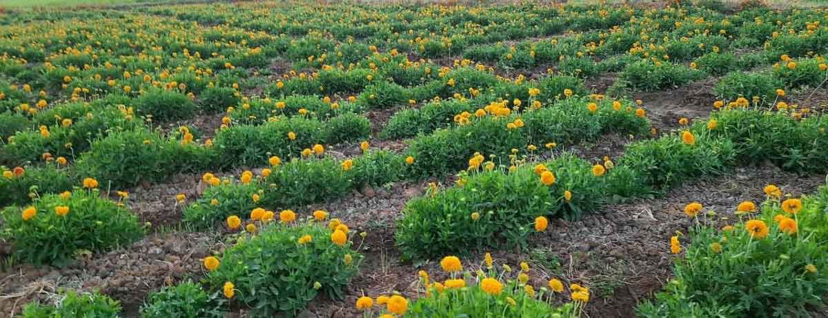 బంతి సాగుతో భలే ఆదాయం