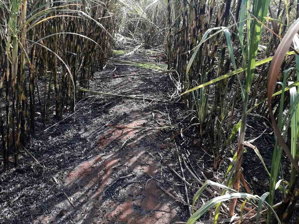 Agriculture : చెలరేగిన మంటలు.. దగ్ధమైన చెరుకు తోట..