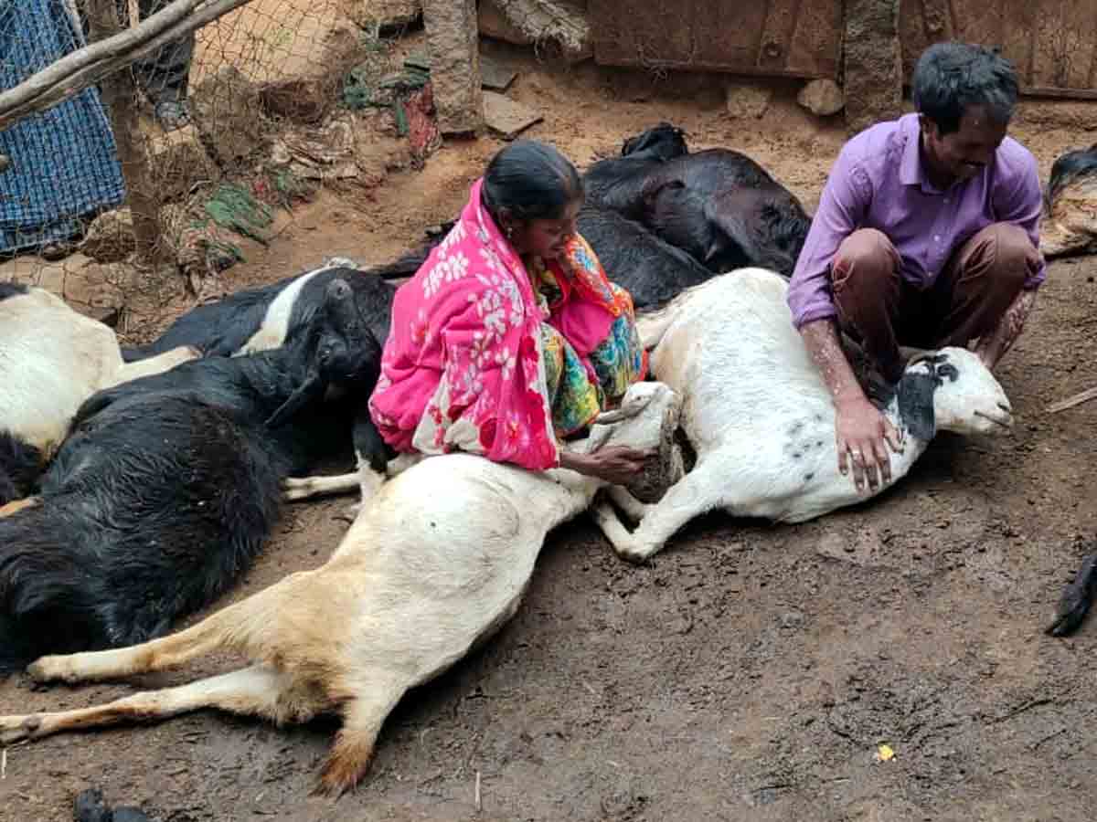 Crime : కరెంట్‌ షాక్‌ తగిలి.. 24మేకలు మృతి..