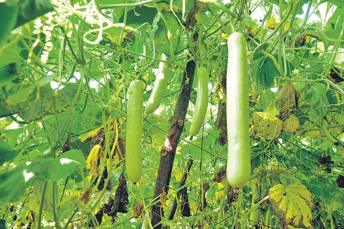 ఏడాదికి 6 లక్షలు