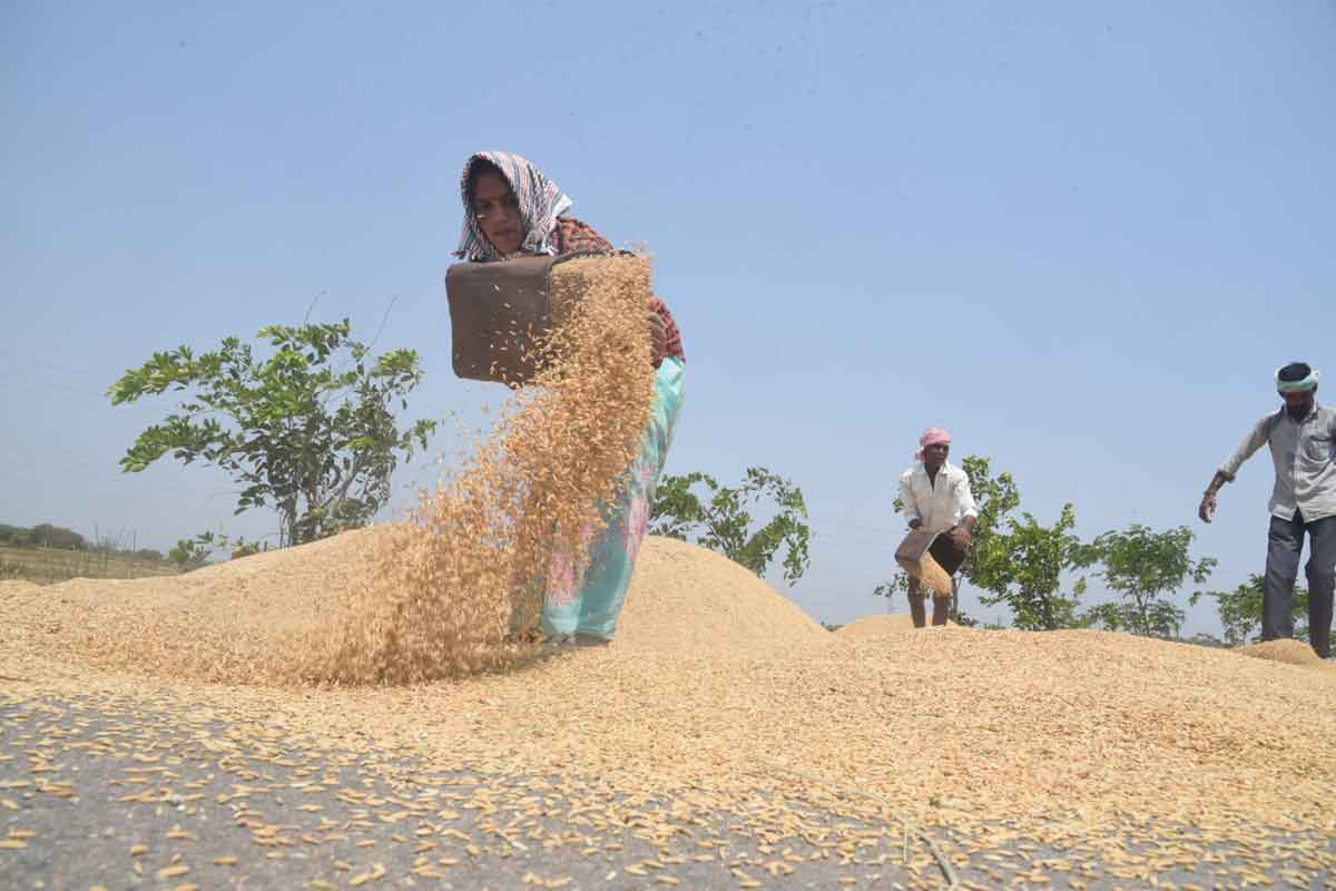 ఊపందుకున్న ధాన్యం కొనుగోళ్లు