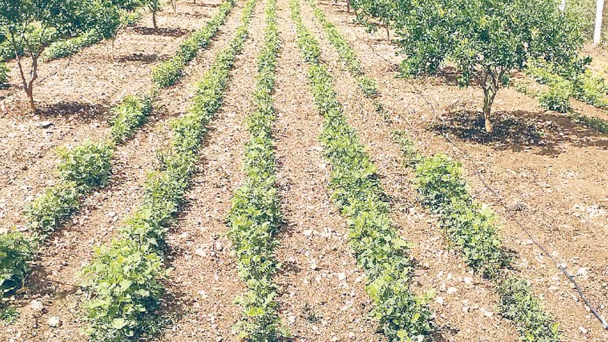 అద్వితీయ సేద్యం