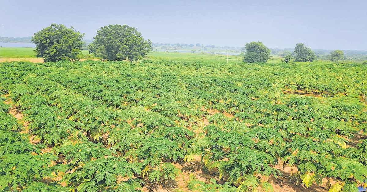 డిమాండ్‌ లేని పంట వేయను!