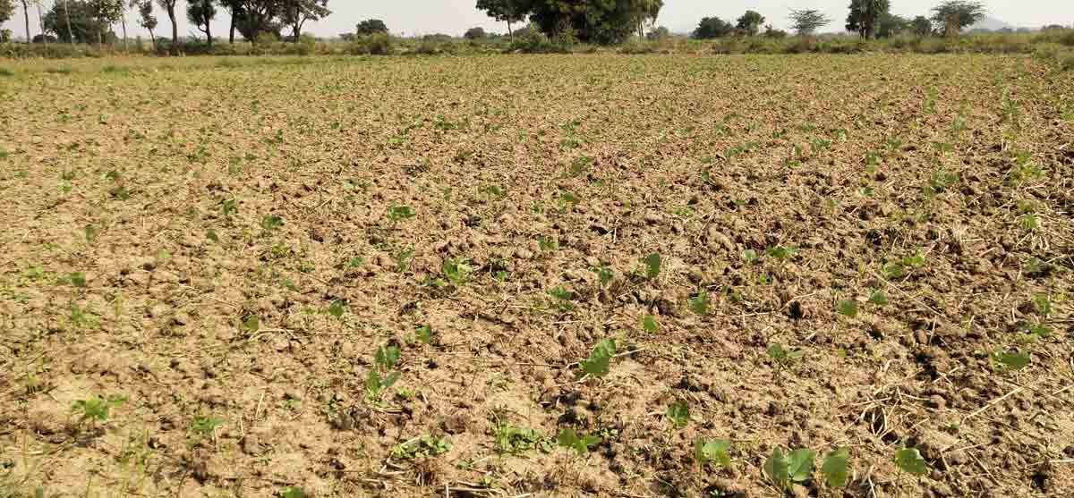 వడ్లు వదిలి దినుసులు..