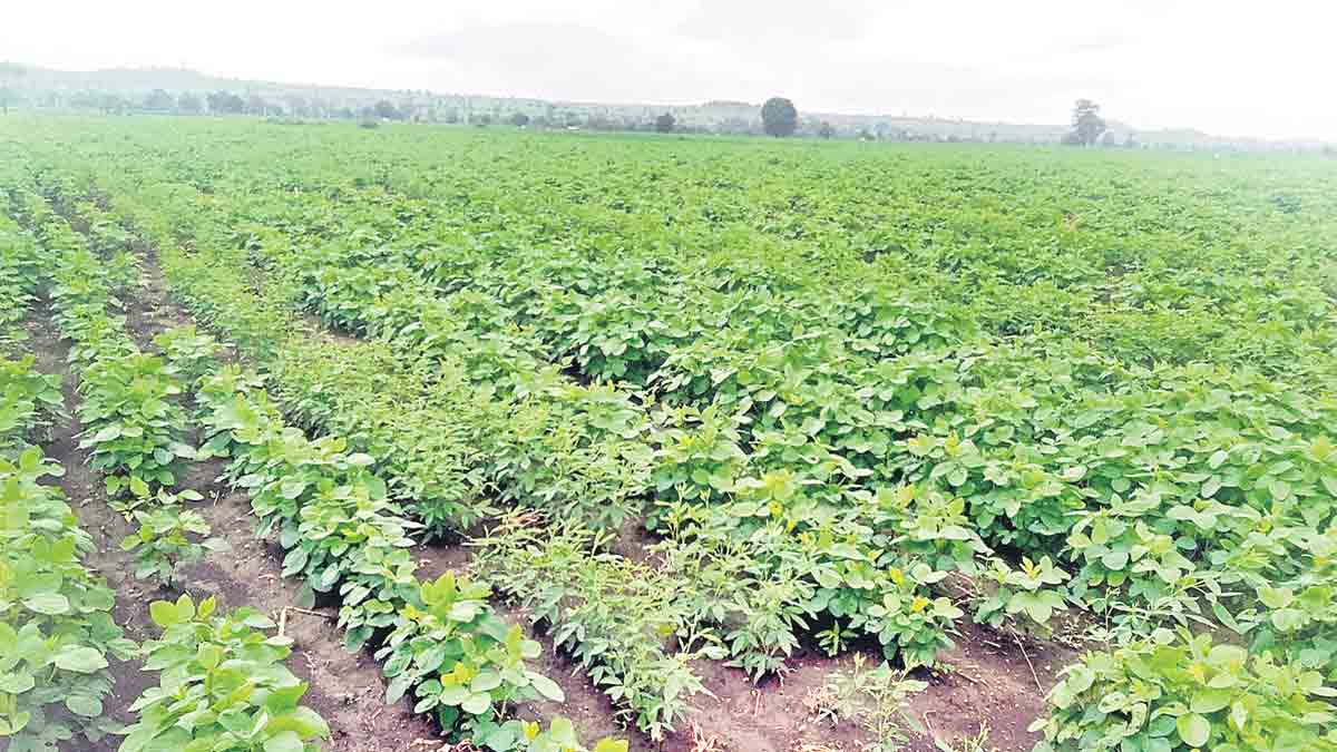 సిరులు కురిపించే అంతర పంటలు