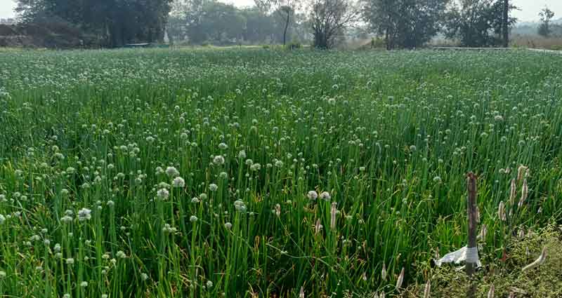 రైతుల కన్నీటిని తుడిచే ఉల్లి పంట
