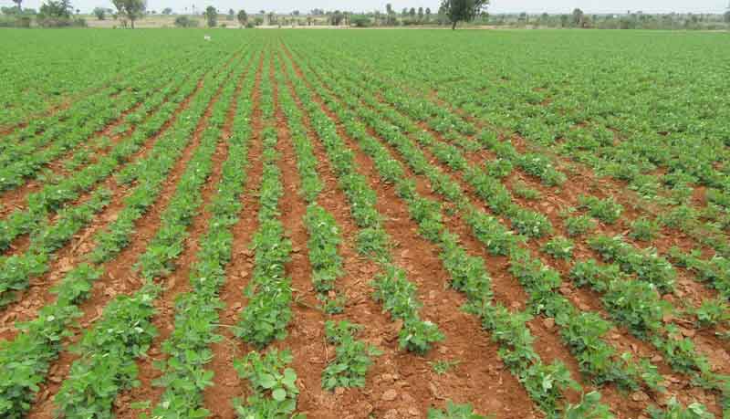 పంట మార్పిడితో అధిక దిగుబడి